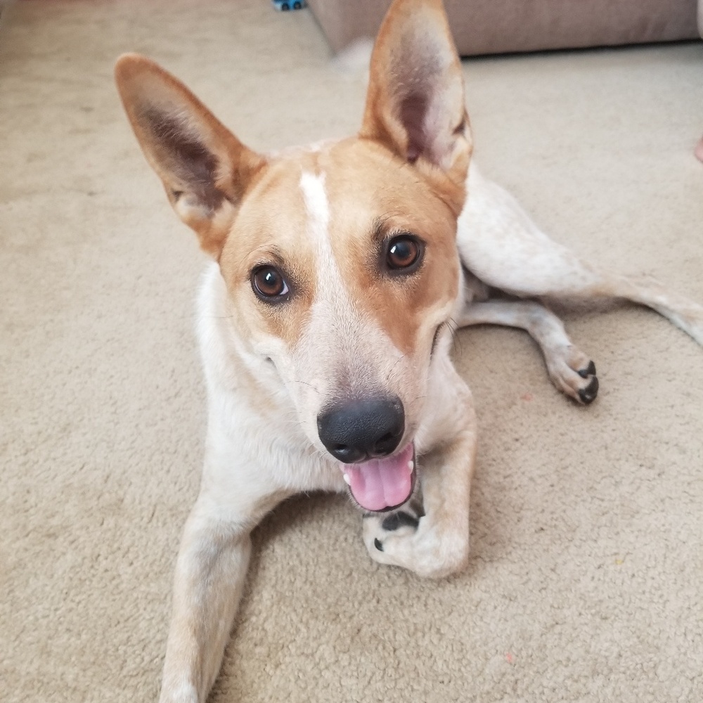 Meet your Posher, Terah